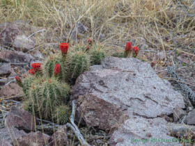 A cactus in bloom.