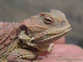 A Greater Short-horned Lizard (Phrynosoma hernandesi) on Arizona Trail Passage 1.