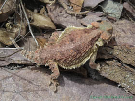 A Greater Short-horned Lizard (Phrynosoma hernandesi) on Arizona Trail Passage 1.