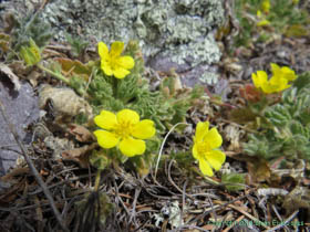 Pretty unknown wildlflower species in the Huachuca Mountains.