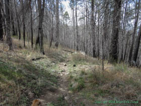 Hiking through another burn area on Arizona Trail Passage 1.