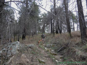 Jerry and Cheetah walking the ridgeline of the Huachuca Mountains in a partially burned area.