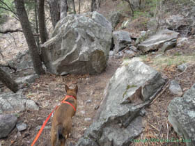 Kintla looking for a place to camp on Arizona Trail Passage 1.