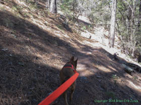 Kintla leading the way on Arizona Trail Passage 1.