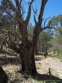 Cheetah and Jerry walking past a juniper snag.