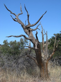 A weathered, dead juniper tree on AZT Passage 2.