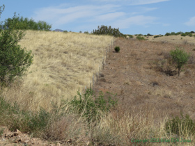 An example of what I call 'The Fenceline Effect'.   Ugly oveergrazed cattle range on the right, ungrazed grassland on the right.