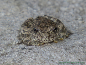 A Canyon Treefrog (Hyla arenicolor) in Temporal Gulch.