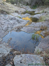 A water hole in Temporal Gulch.