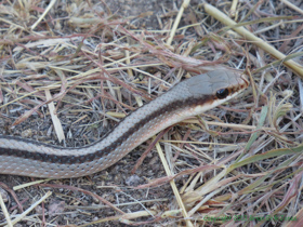 An Eastern Patch-nosed Snake (Salvadora grahamiae) in Temporal Gulch