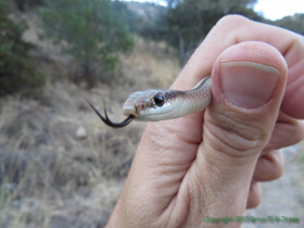 An Eastern Patch-nosed Snake (Salvadora grahamiae) in Temporal Gulch