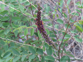 A Bastard Indigo (Amorpha fruticosa) in Temporal Gulch