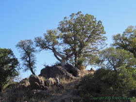 View along Arizona Trail Passage 4.