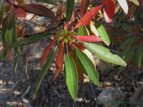 An unknown plant on AZT Passage 4.