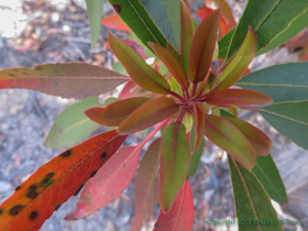 An unknown plant on AZT Passage 4.