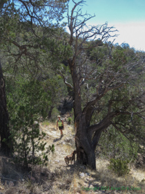 Cheetah hiking along AZT Passage 4.