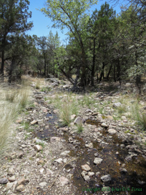 Water in the creek near Bear Spring.