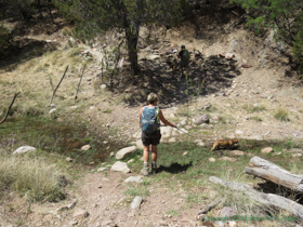 Cheetah hiking along AZT Passage 4.