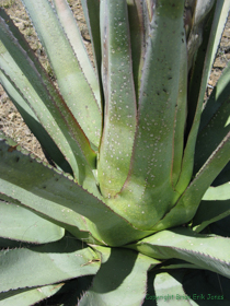 An agave with leprosy.