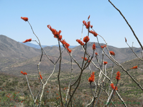 I love Ocotillo (Fouquieria splendens).