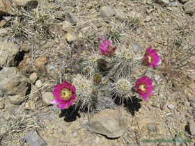 A blooming Hedgehog Cactus (Echinocereus engelmannii).