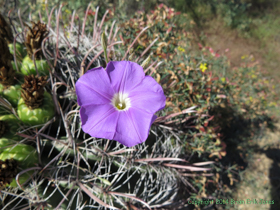 A Tripleleaf Morning-glory (Ipomoea ternifolia) on the Quilter Trail.