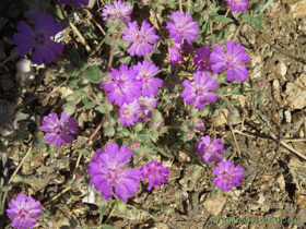 There were plenty of wildlflowers out for our enjoyment.