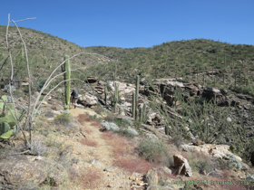 Climbing further up into the foothills of the Rincon Mountains.