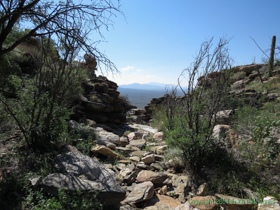 In the foothills of the Rincon Mountains on Passge 9 of the Arizona Trail.