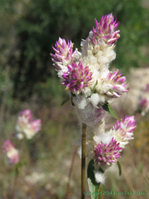 Sonoran Globe Amaranth (Gomphrena sonorae) on Arizona Trail Passage 9.