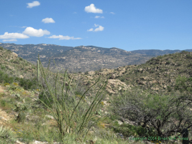 Looking up to the Rincon Mountains.