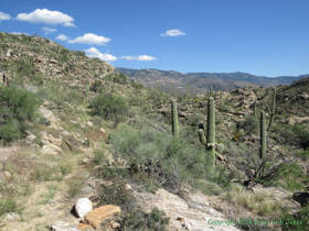 Looking up to the Rincon Mountains.