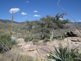 Arizona Trail Passage 9.