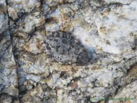 A Canyon Treefrog (Hyla arenicolor) decides to dry off a bit.