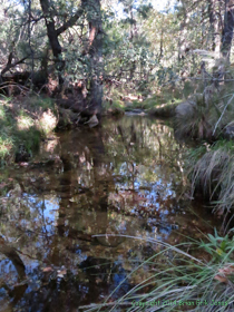 The stream at Grass Shack Campground.