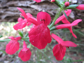 A wildflower near Grass Shack Campground.