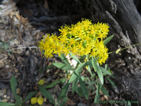 Beautiful wildflowers abounded on the trail.