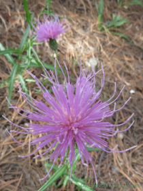 A beautiful unknown wildflower.