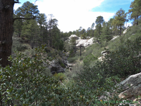 The high country of the Rincon Mountains.