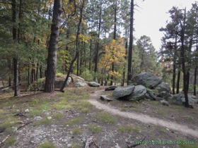 The leaves starting to change in the high country.