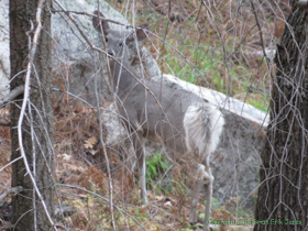 A White-tailed Deer (Odocoileus virginianus) high up in the Rincon Mountains.