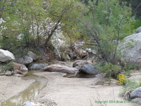 A little bit of flowing water in upper Tanque Verde Creek.