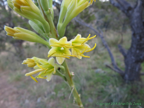 A blooming Schott's Century Plant (Agave schottii).