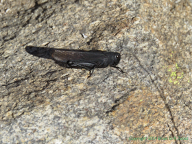 A Red-winged Grasshopper (Arphia pseudonietana) on Passage 10 of the Arizona Trail.