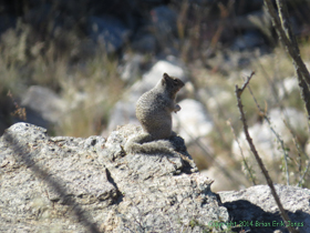 A Rock Squirrel (Spermophilus variegatus) on Passage 10 of the Arizona Trail.