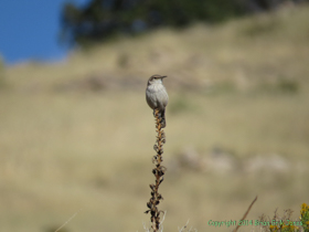 A House Wren (Troglodytes aedon) on Passage 10 of the Arizona Trail.