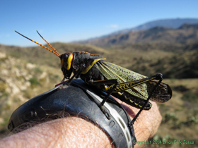This huge Horse Lubber (Taeniopoda eques) was very cooperative.