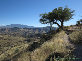 Up into oak elevations now.