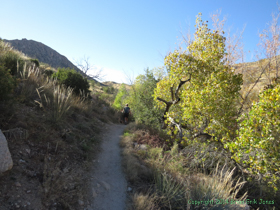 Cheetah descending into Molino Basin.