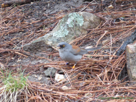 A Yellow-eyed Junco (Junco phaeonotus) wearing some jewelry.